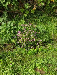 Vibrant Purple Wildflowers Thrive in a Lush Green Stream Bed. A cluster of delicate purple wildflowers blossoms amidst the verdant foliage and shallow, clear water of a small stream bed.