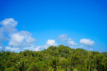 Clouds over the forest