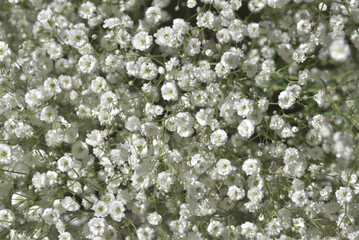 かすみ草　花模様