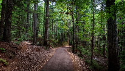 A bike trail leading through lush trees