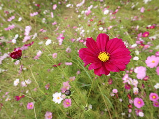코스모스