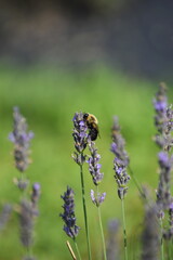 BEE on the Lavender