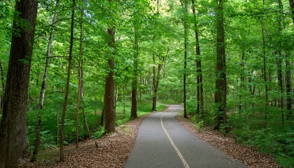 Fototapeta premium A bike trail leading through lush trees