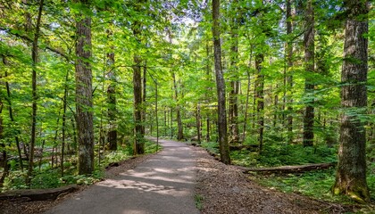 Fototapeta premium A bike trail leading through lush trees