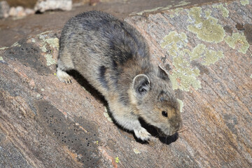 A wild pika in the Rocky Mountains of Colorado
