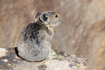 A wild pika in the Rocky Mountains of Colorado