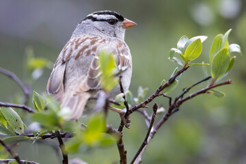 A wild white-crowned sparrow in the Rocky Mountains of Colorado.