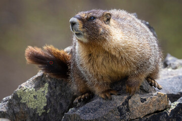 A wild marmot in the Rocky Mountains of Colorado.