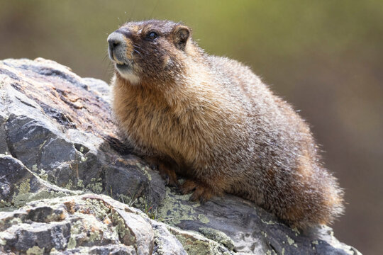 A wild marmot in the Rocky Mountains of Colorado.
