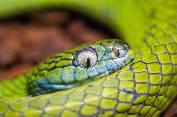 close up of a green snake Boiga cyanea