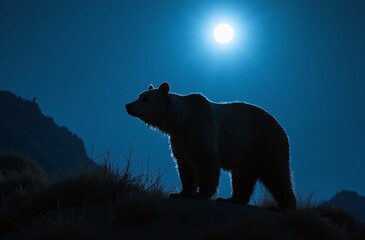 silhouette of a bear in the night