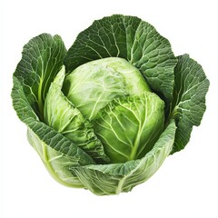 Obraz premium A whole head of cabbage, its green leaves tightly wrapped, isolated against a white background