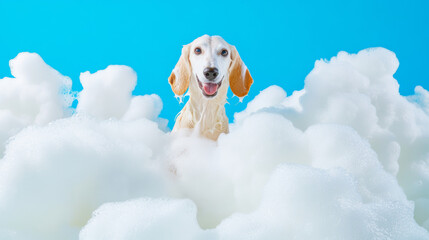 A cute afghan hound dog in bath with soap foam on glossy blue refreshing fashion background. adorable pet portrait shampoo pet grooming salon spa wallpaper