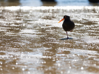 Oystercatcher resting on one leg in the water