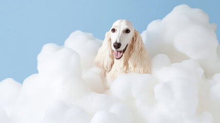 A cute afghan hound dog in bath with soap foam on glossy blue refreshing fashion background. adorable pet portrait shampoo pet grooming salon spa shimmering wallpaper