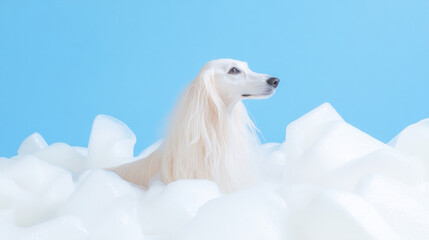 A cute afghan hound dog in bath with soap foam on glossy blue refreshing fashion background. adorable pet portrait shampoo pet grooming salon spa shimmering wallpaper