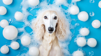 A cute afghan hound dog in bath with soap foam on glossy blue refreshing fashion background. adorable pet portrait shampoo pet grooming salon spa shimmering wallpaper