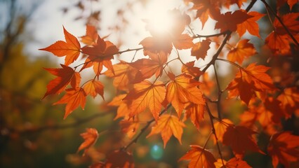 Warm Autumn Colors of Sunlit Leaves in Close-Up, Beautiful Red and Yellow Foliage