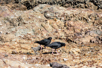 Oystercatchers with Chick at the Beach