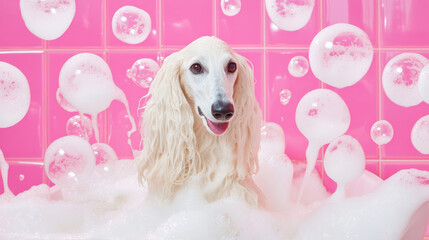 A cute afghan hound dog in bath with soap foam on glossy pink tile fashion background. adorable pet portrait shampoo pet grooming salon spa wallpaper