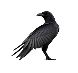 Fototapeta premium 3D Render of Ravens on Transparent Background