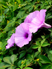 Ipomea Cairica is a strong climbing plant and has flowers with very attractive colors