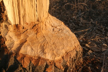 Hungry Beaver ate a cottonwood tree