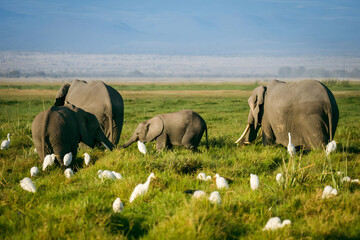 Elephant Family with Egrets © Boy