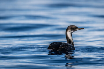 Cormorant Floating on Calm Water