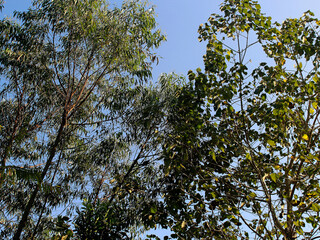 Take the photo object from below against the tree so that you can see the clear blue color of the morning sky