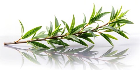 Fototapeta premium A Twig of Fresh Green Leaves Reflecting in a Mirror-Like Surface