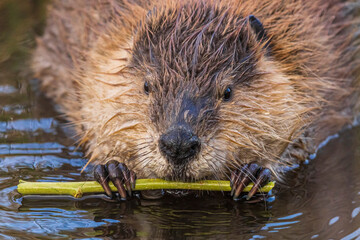 A wild beaver in Grand Teton National Park in Wyoming.