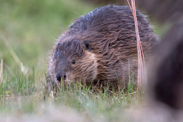 A wild beaver in Grand Teton National Park in Wyoming.
