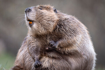 A wild beaver in Grand Teton National Park in Wyoming.