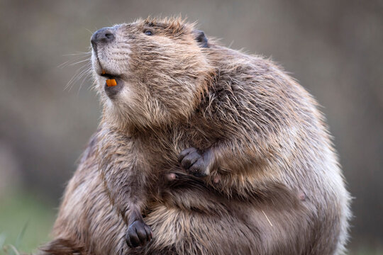 A wild beaver in Grand Teton National Park in Wyoming.