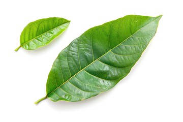 Obraz premium Top view of leaf isolated on white background