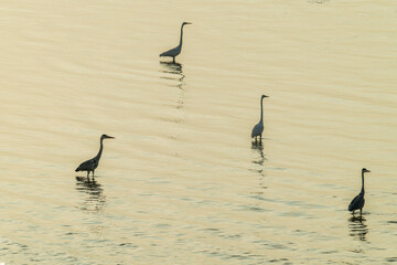 silhouette of many egrets on golden beach