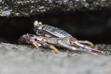 A wild crab on the island of Hawaii.