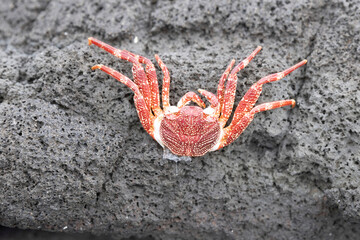A wild crab on the island of Hawaii.