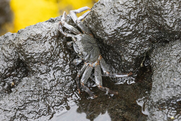 A wild crab on the island of Hawaii.