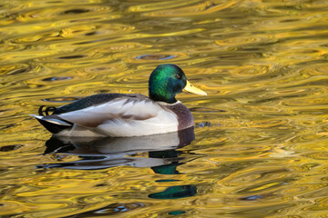 duck in water with autumn reflections