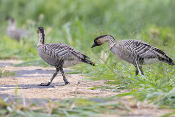 A wild nene, also known as the nēnē or the Hawaiian goose, on the island of Hawaii.