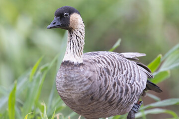 A wild nene, also known as the nēnē or the Hawaiian goose, on the island of Hawaii.