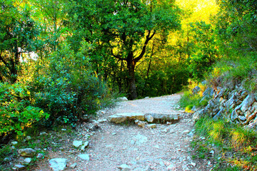 Spellbinding view at a secluded gravelly path near Lago di Fiastra (Lake Fiastra) with magical-looking green vegetation, a dark tree in the background and sunlight penetrating through the wilderness