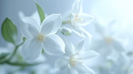 Fototapeta premium White Delicate Flower Bouquet