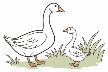 Duck animal goose white.

