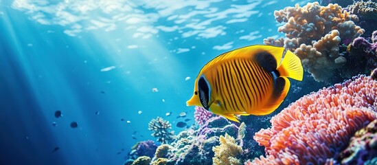 Fototapeta premium Vibrant underwater scene featuring a colorful fish and coral reef.