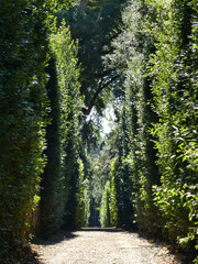 Trees, path in the woods. The sun peaks through the tops of the tall trees on a warm sunny summers day. 