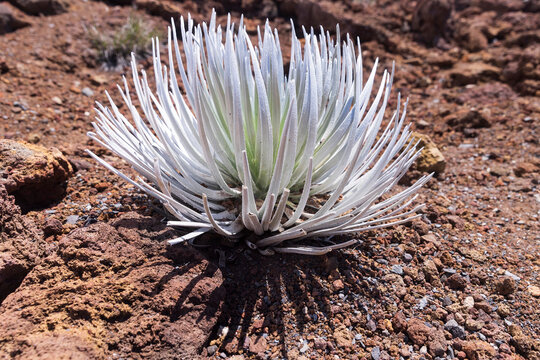A Haleakala silversword in Haleakala National Park