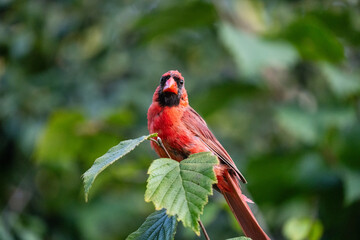 red cardinal bird